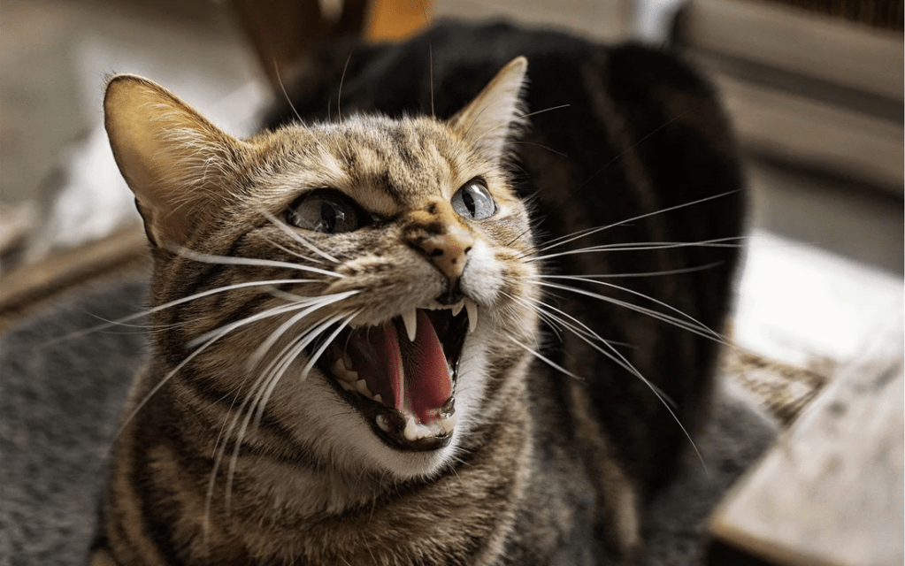 Your Cat Stinks and So Do&nbsp;You
